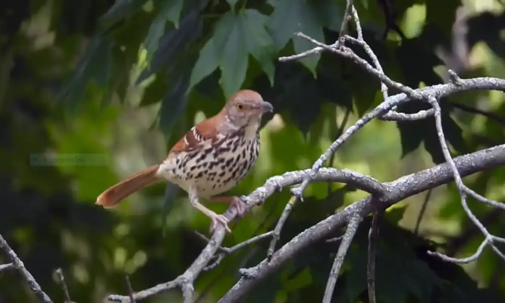 The Brown Thrasher