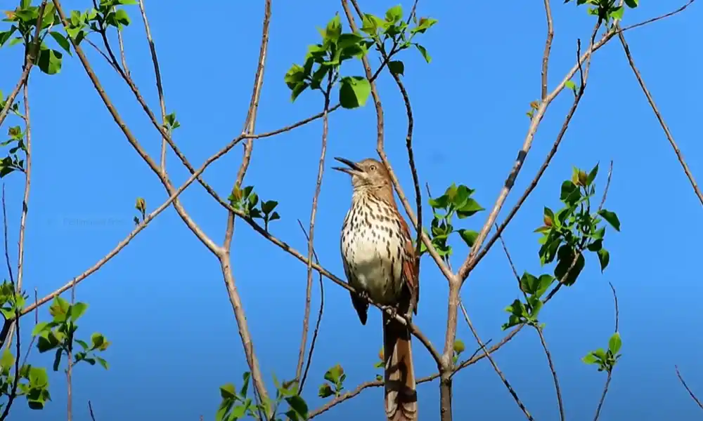Brown Thrasher