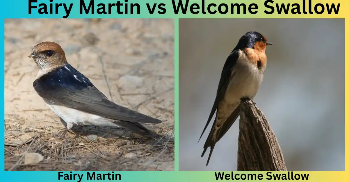 Fairy Martin vs Welcome Swallow