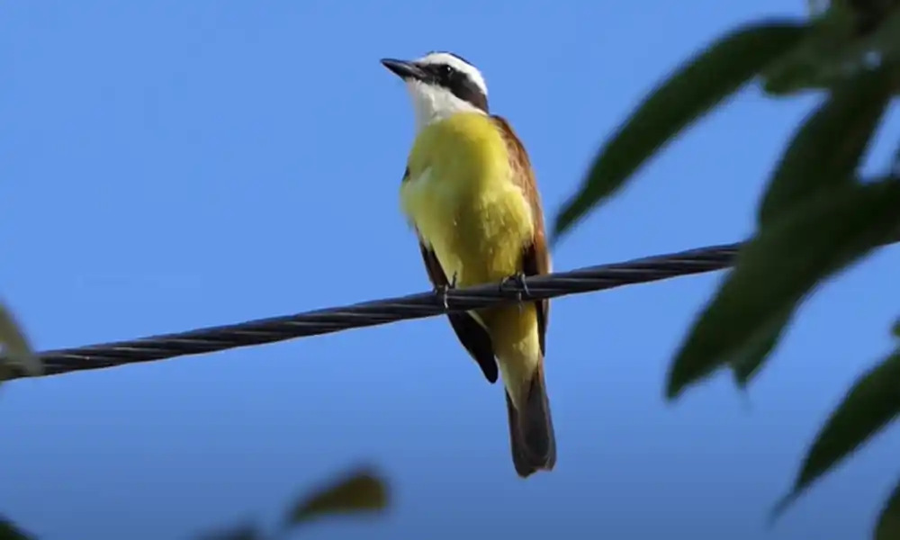 Great Kiskadee