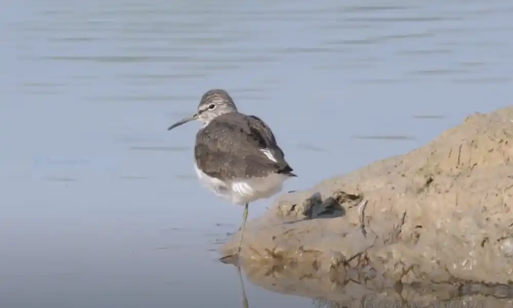 Green sandpiper