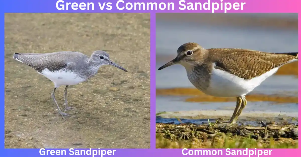 Green vs Common Sandpiper