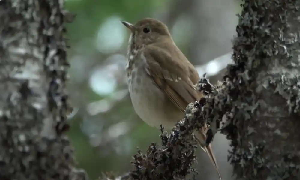 Hermit Thrush