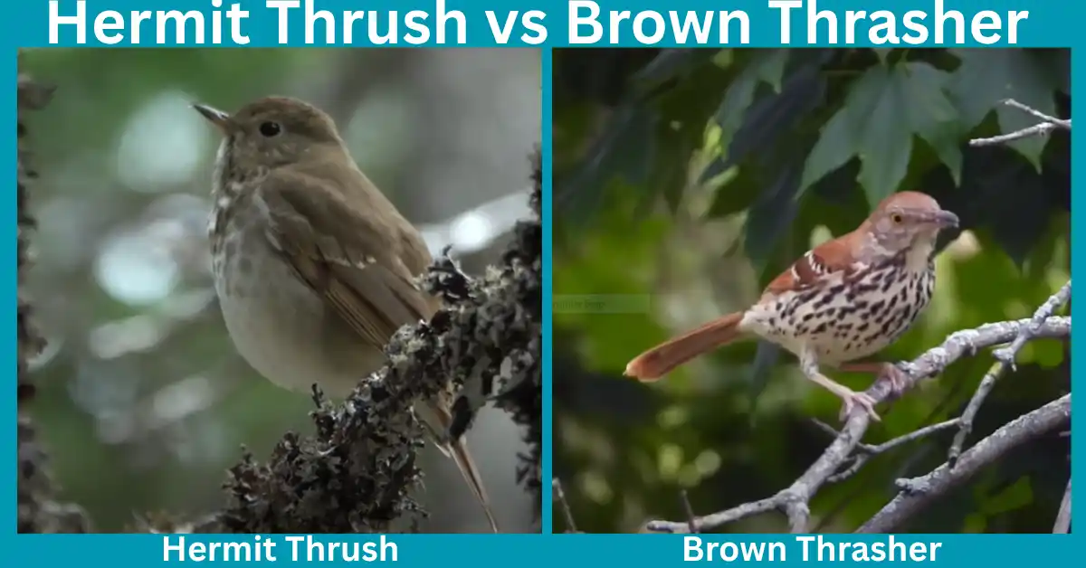 Hermit Thrush vs Brown Thrasher