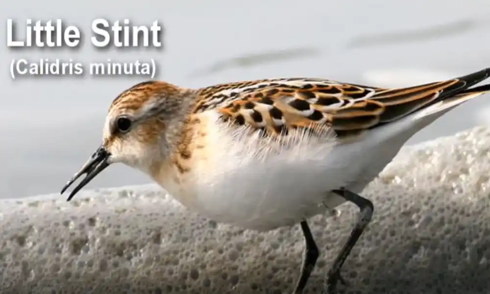 Little Stint