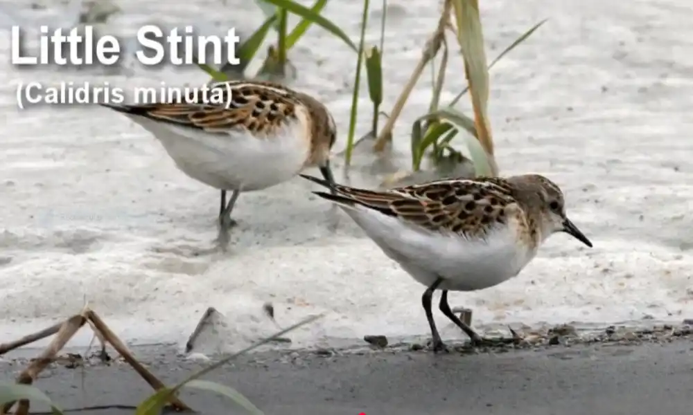 Little Stint