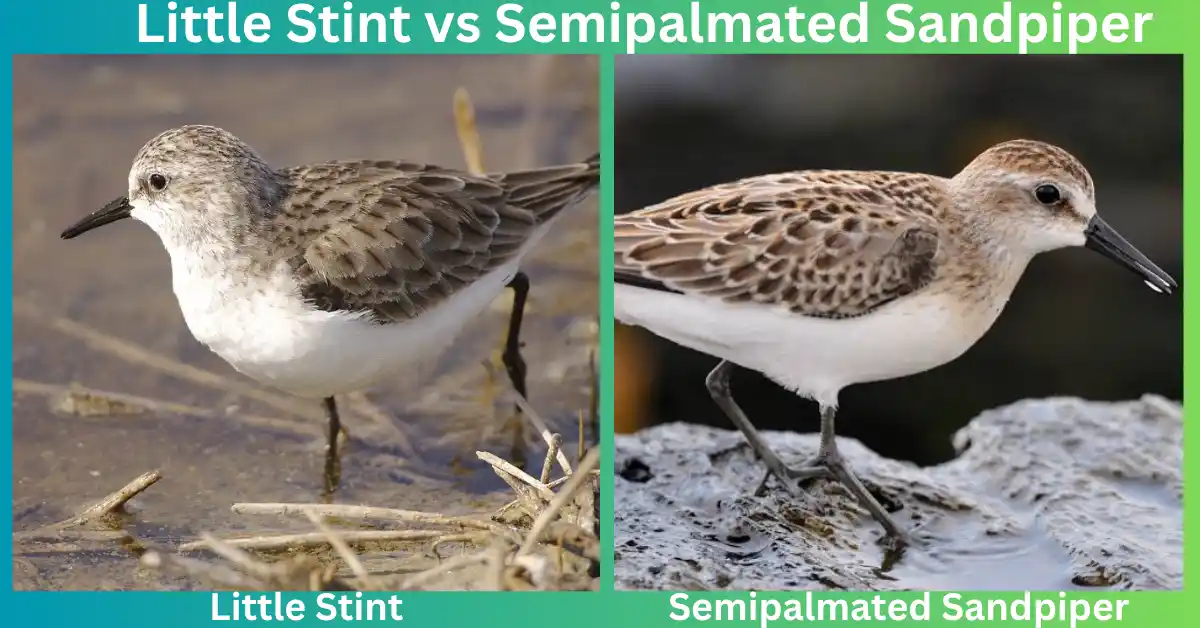 Little stint vs semipalmated sandpiper pictures