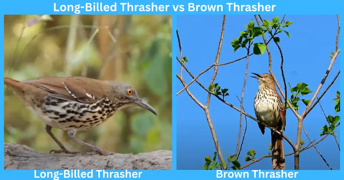 Long-Billed Thrasher vs Brown Thrasher