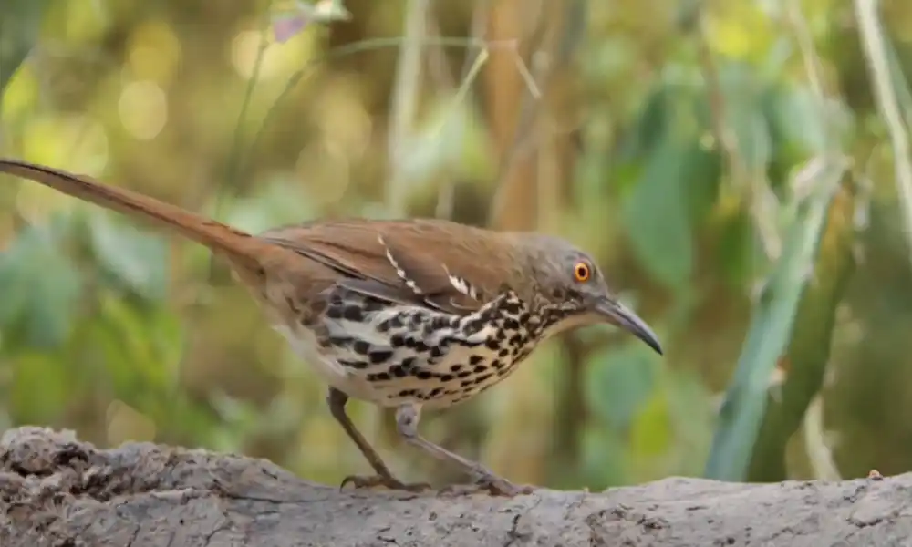 Long-Billed Thrasher