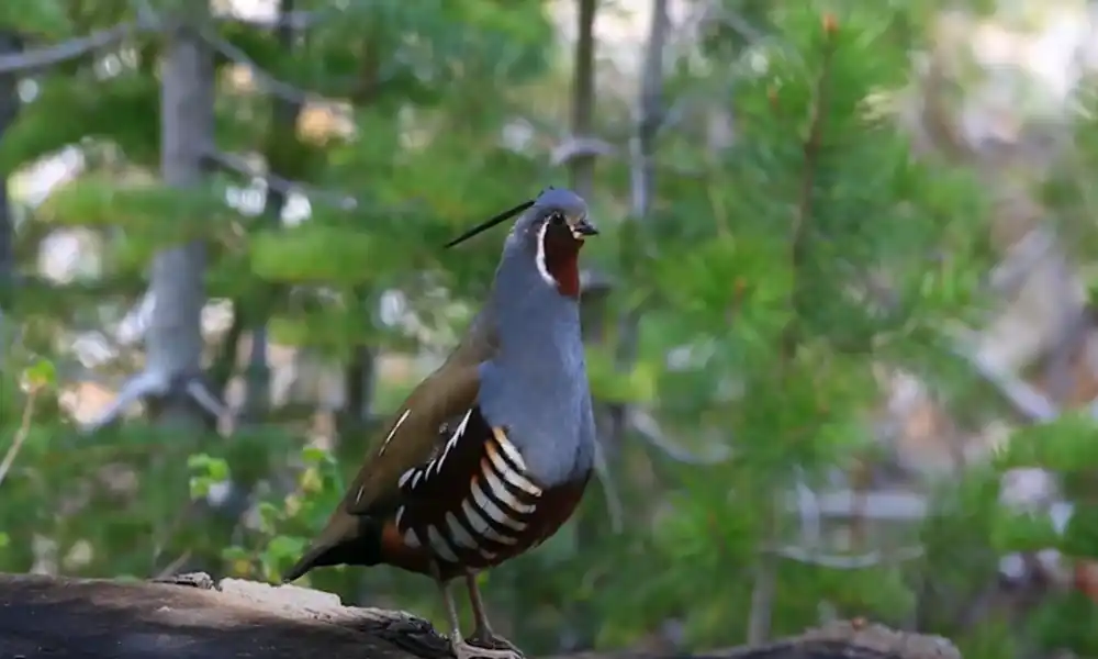 Mountain Quail