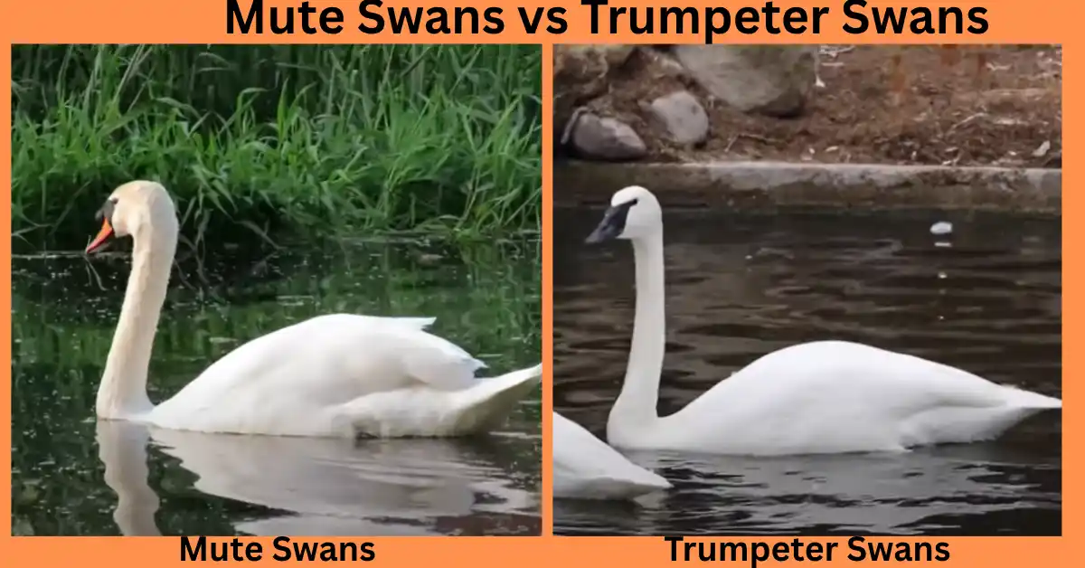Mute Swans vs Trumpeter Swans