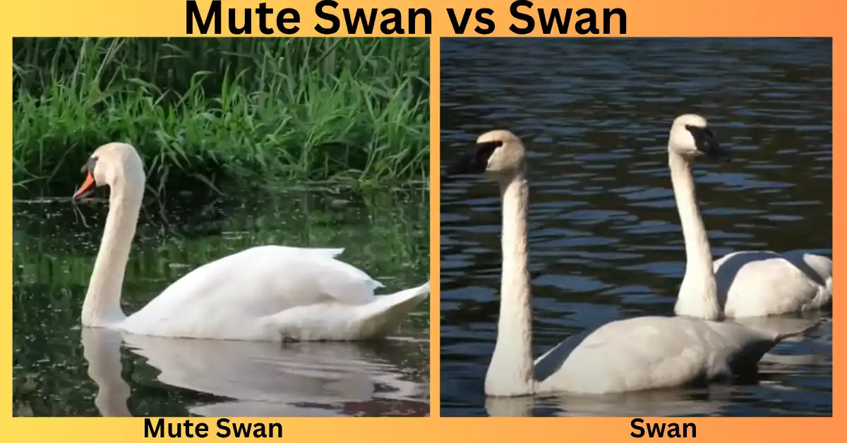 Mute Swan vs Swan