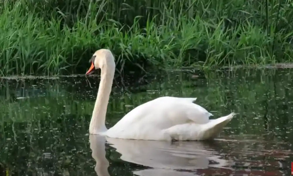 Mute Swans