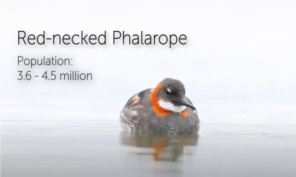 Red-necked Phalarope