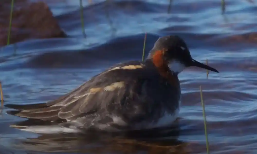 Red-Necked Phalarope