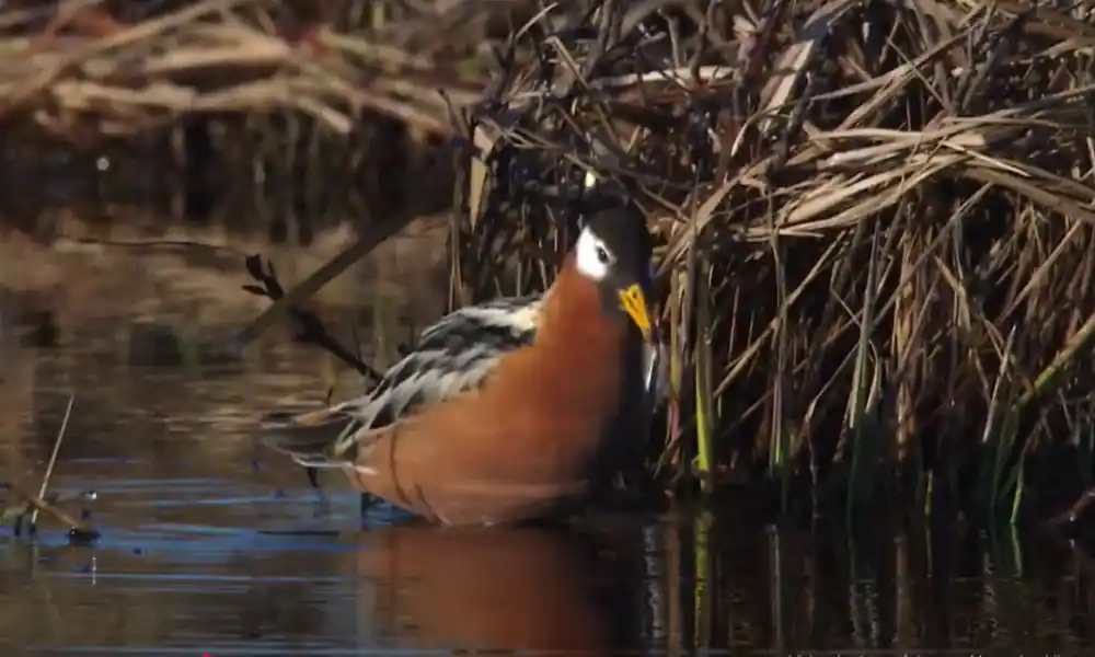 Red Phalarope