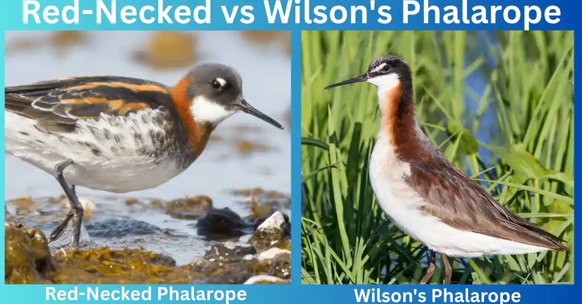Red-Necked vs Wilson's Phalarope