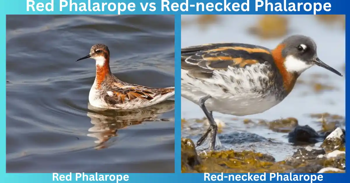 Red Phalarope vs Red-necked Phalarope