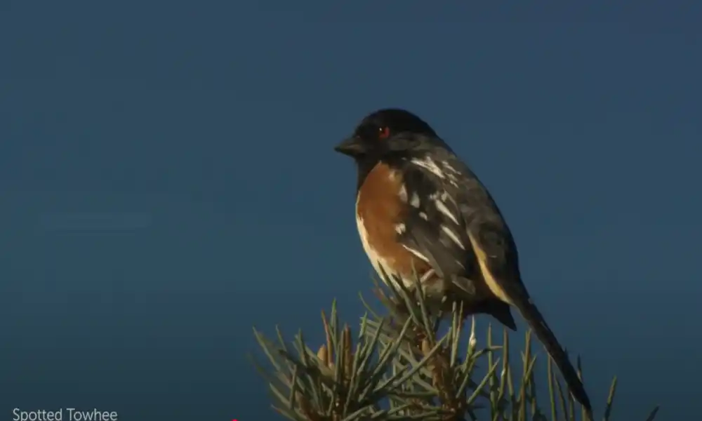 Spotted Towhee