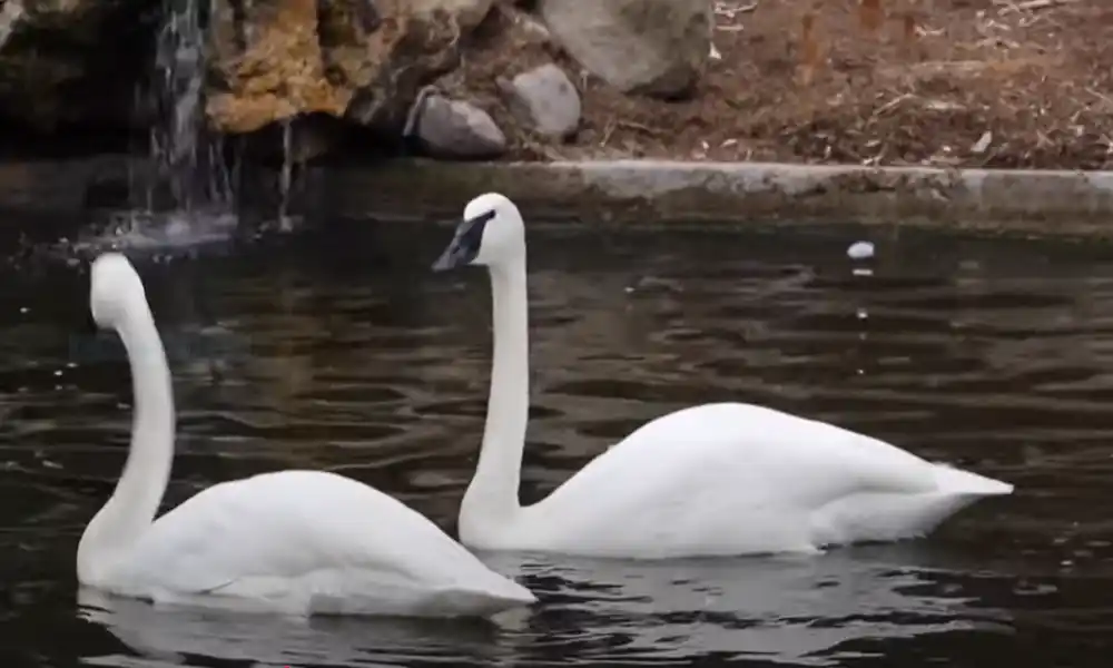 Trumpeter Swans