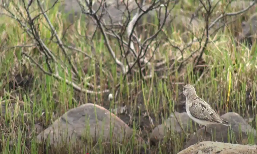 Temminck’s Stint