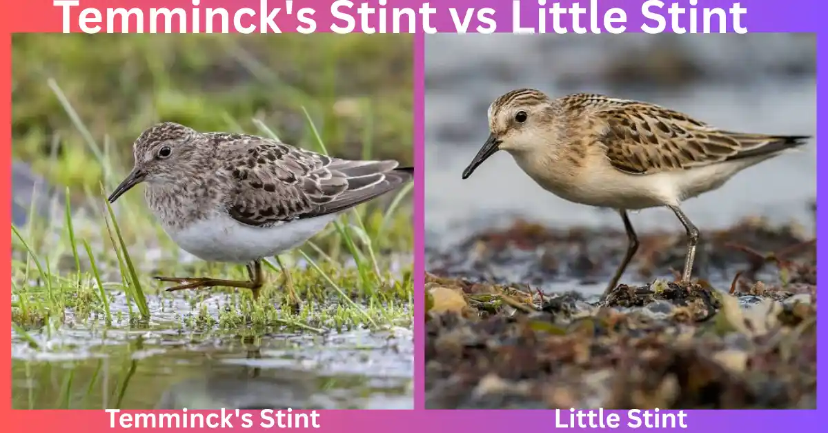 Temminck's Stint vs Little Stint
