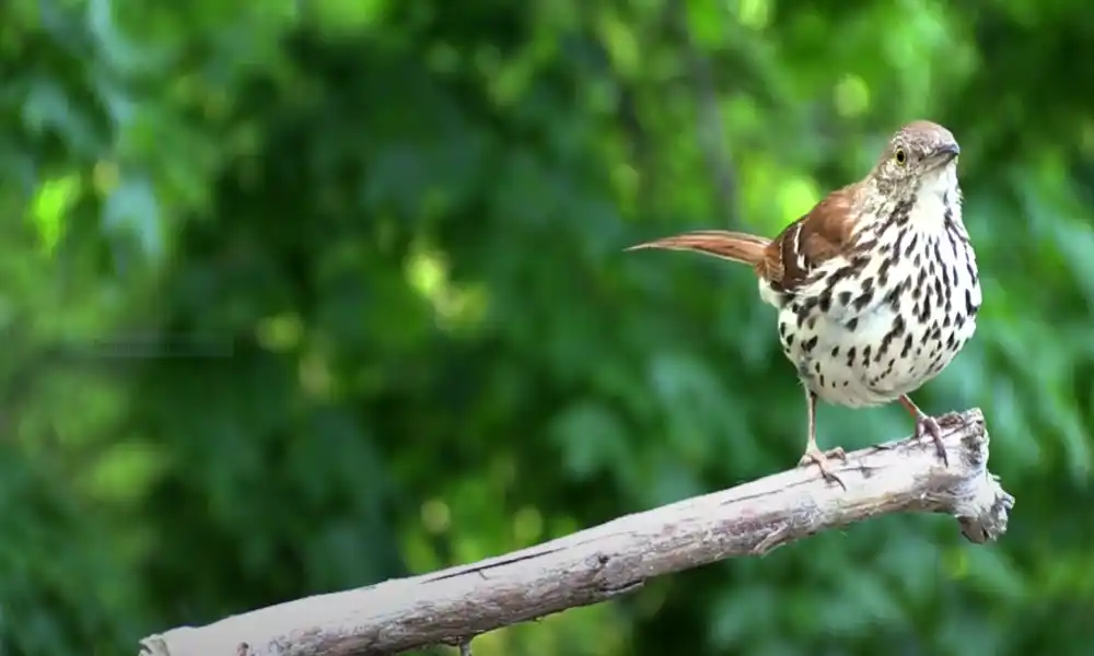 Brown Thrasher