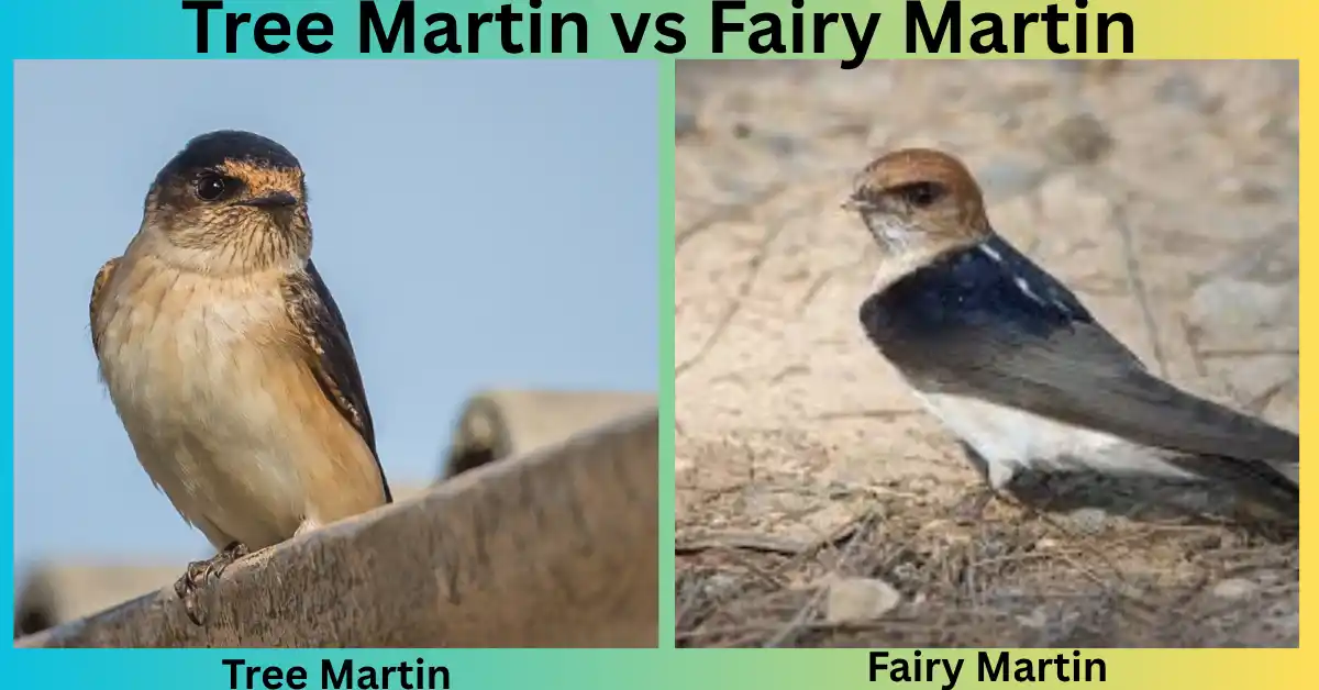 Tree Martin vs Fairy Martin