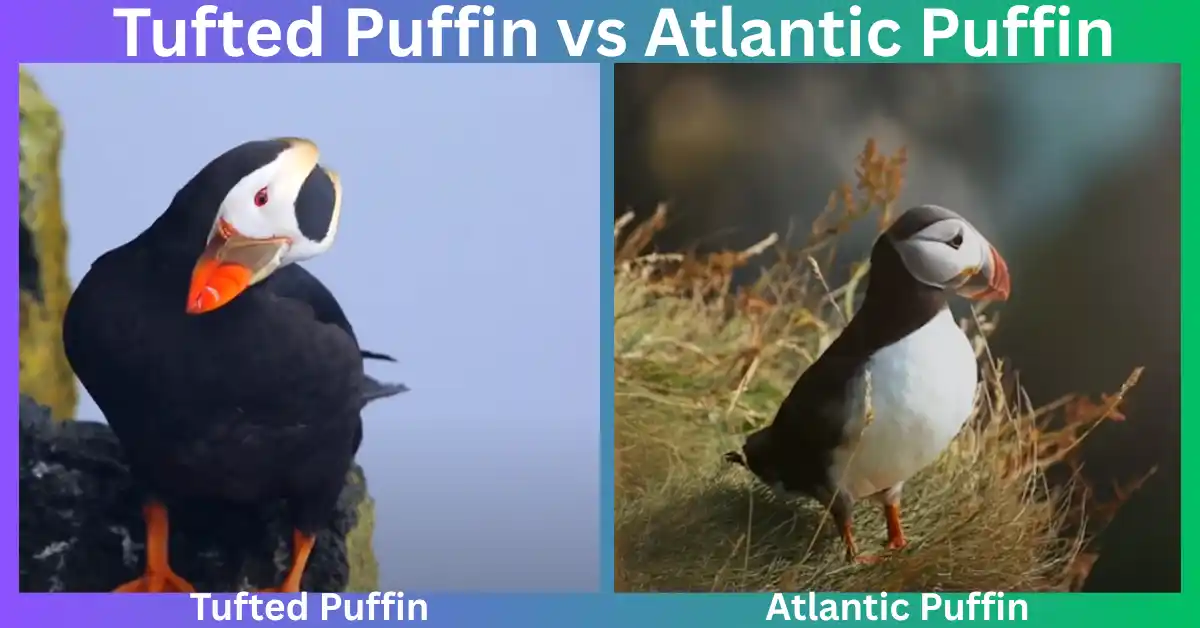 Tufted Puffin vs Atlantic Puffin​