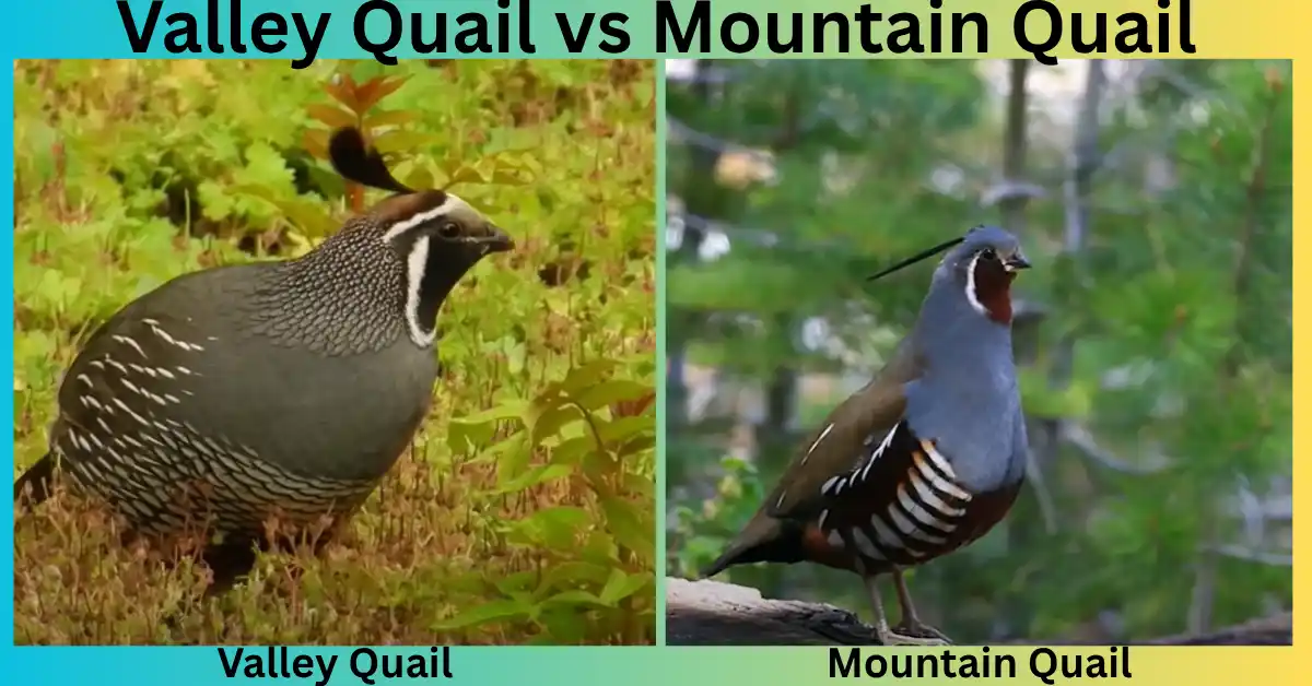 Valley Quail vs Mountain Quail