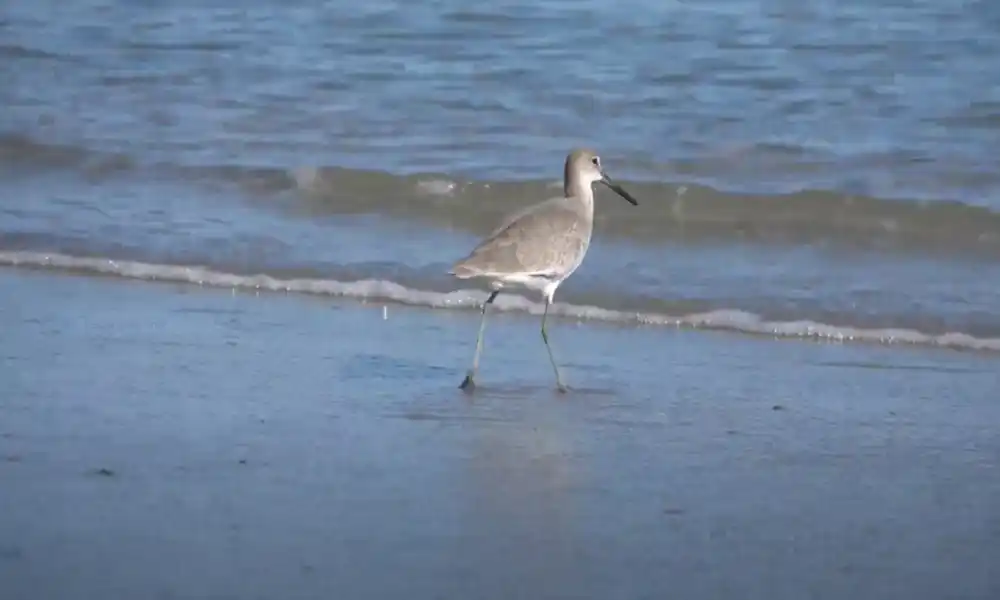 Willet