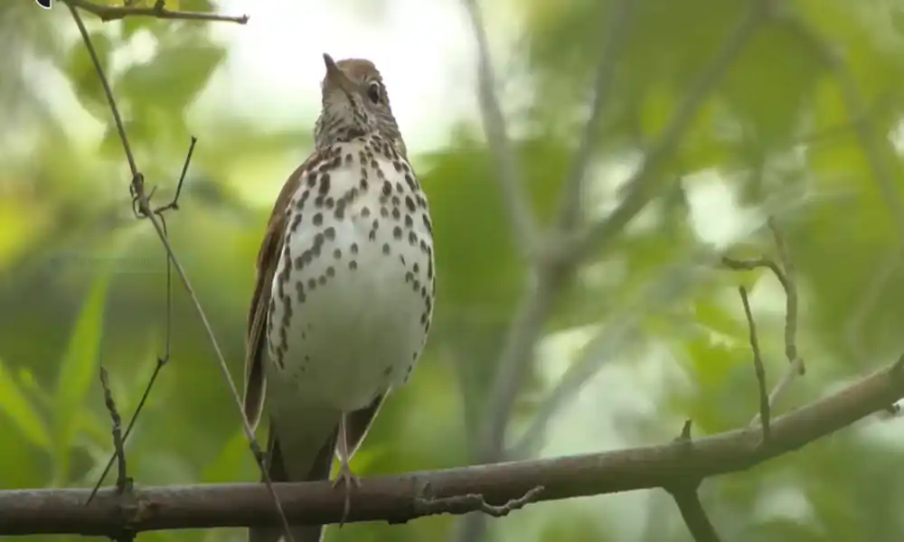 Wood Thrush