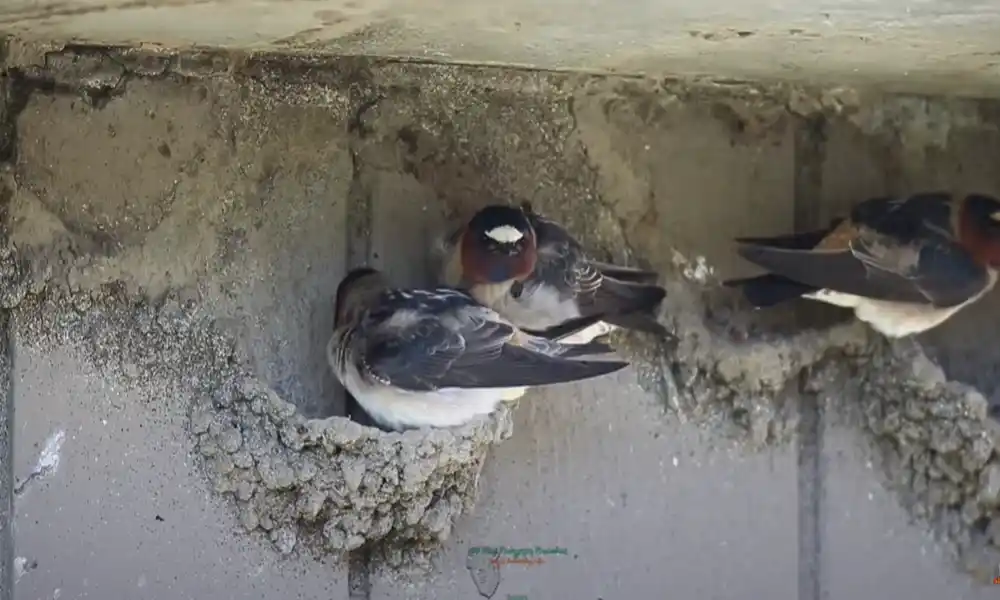 Cliff Swallow