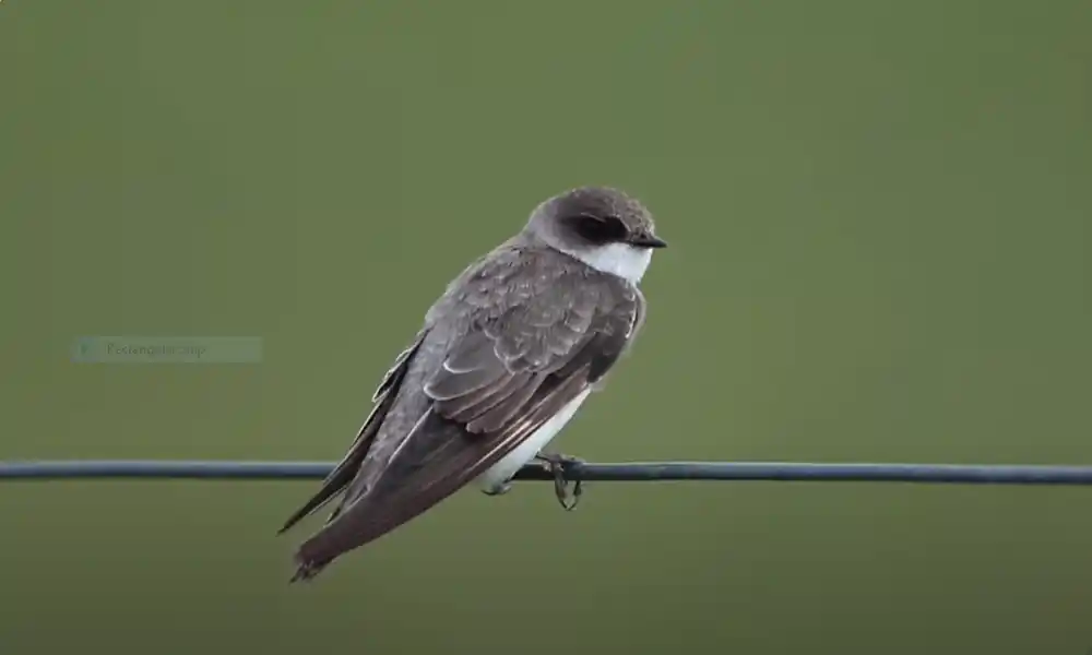 Bank Swallow