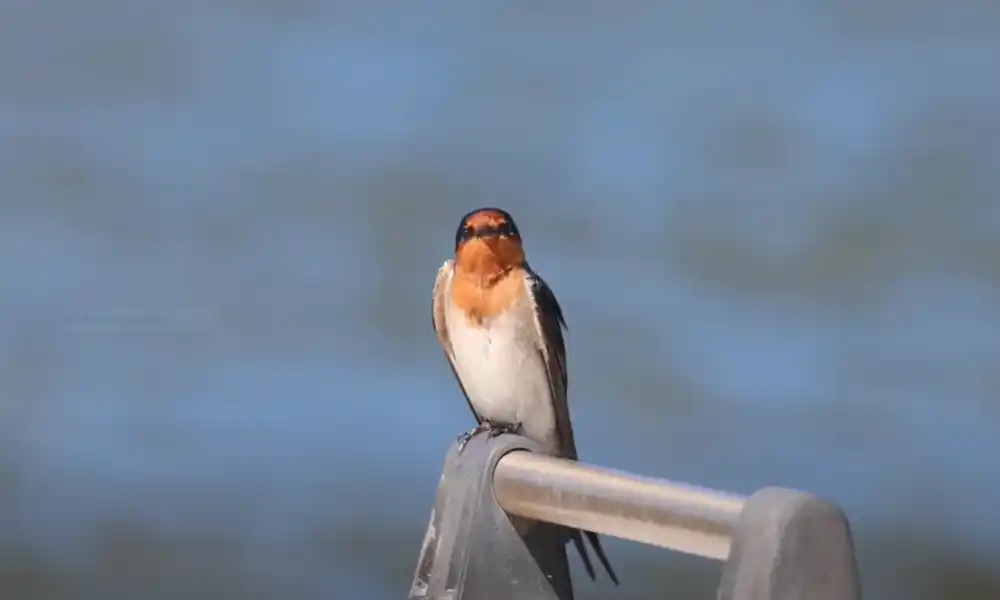 Welcome Swallow