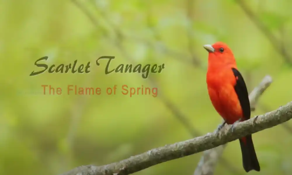 Scarlet Tanager
