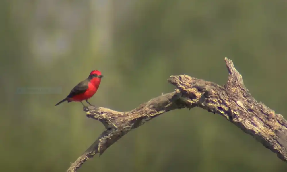Vermilion Flycatcher