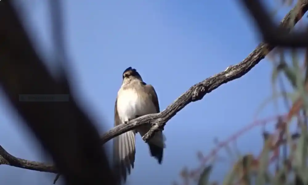 Tree Martin