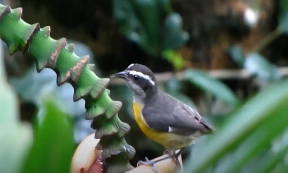 Bananaquit