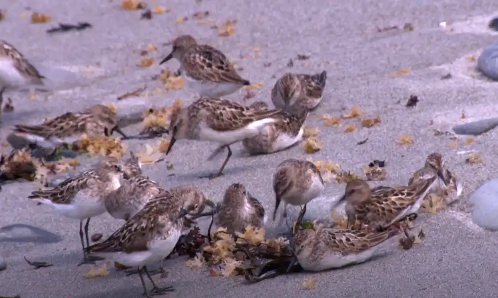 Semipalmated Sandpiper
