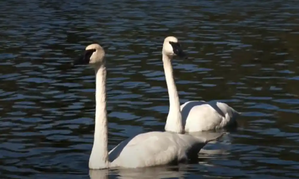 Swan