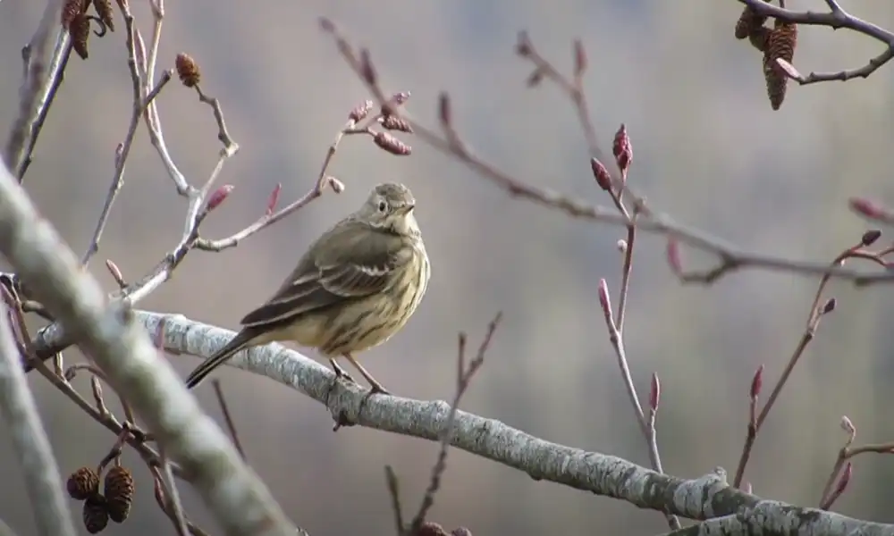 American Pipit
