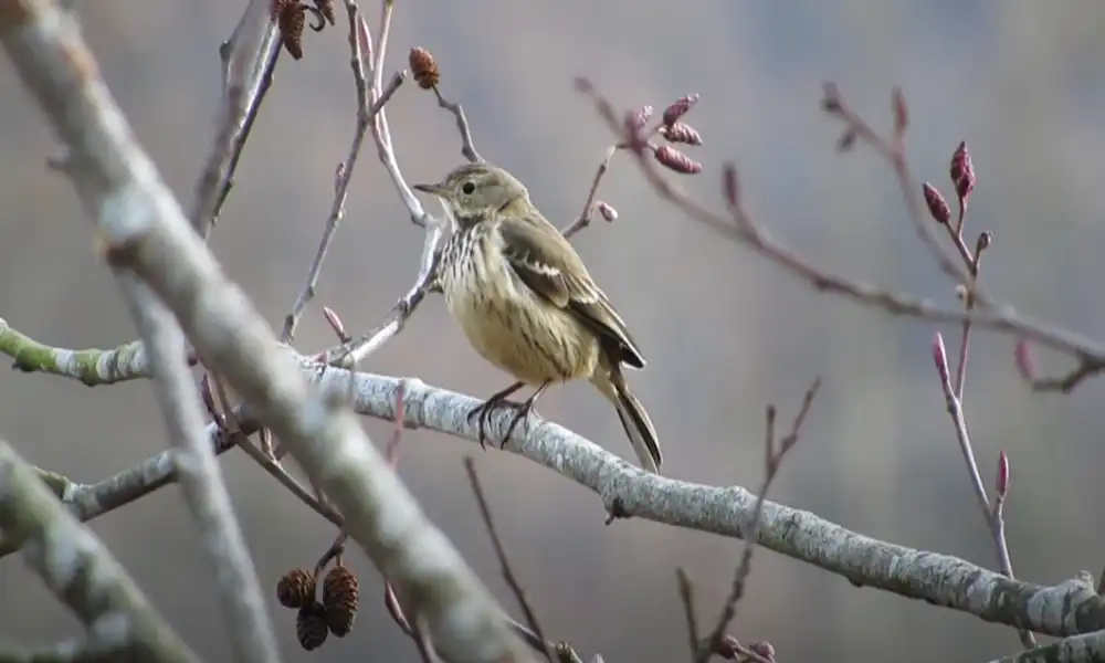 American Pipit