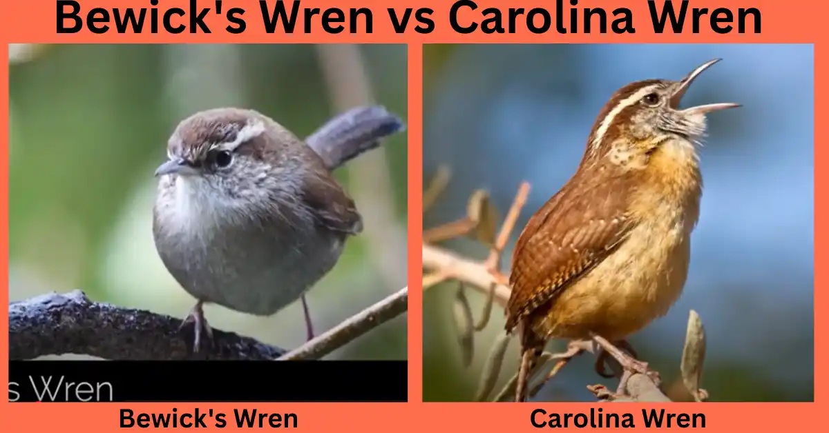 Bewick's Wren vs Carolina Wren