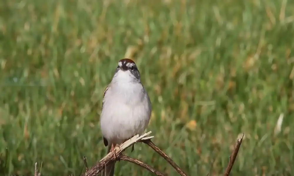 Chipping Sparrow