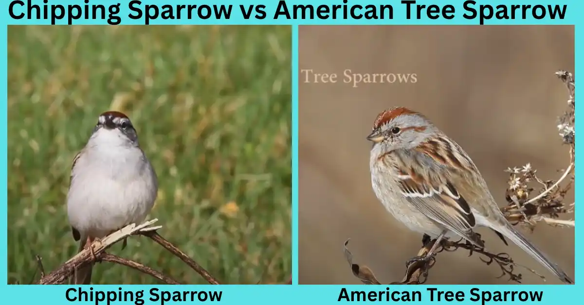 Chipping Sparrow vs American Tree Sparrow