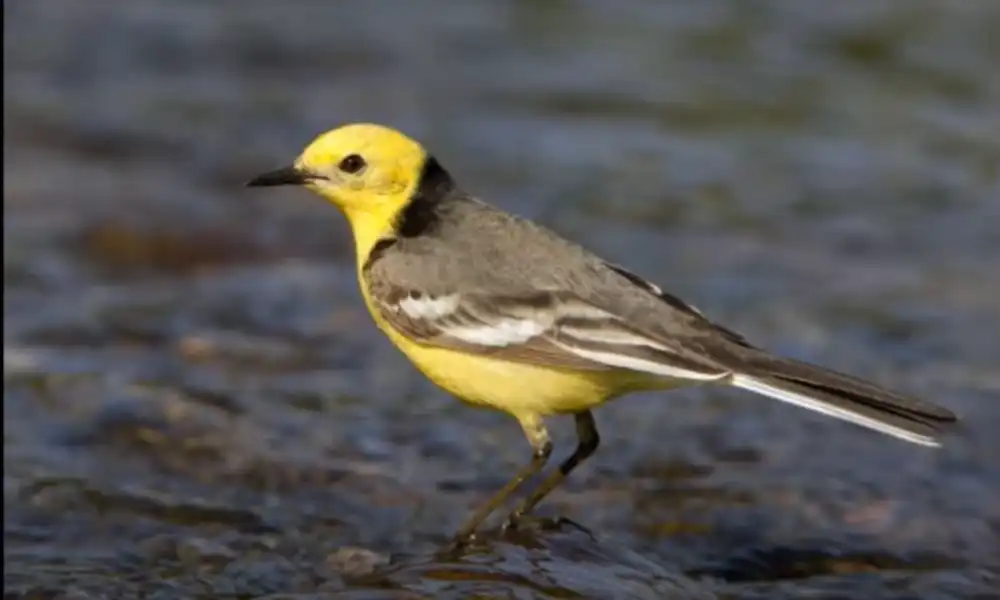 Citrine Wagtail