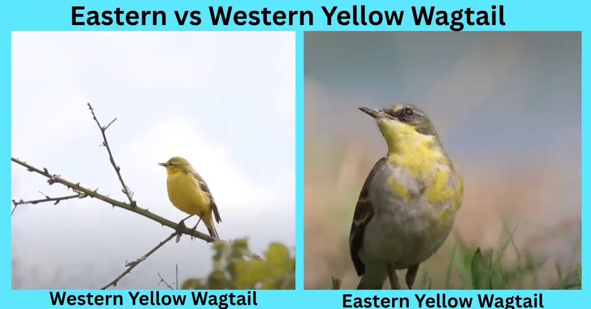 Eastern vs Western Yellow Wagtail