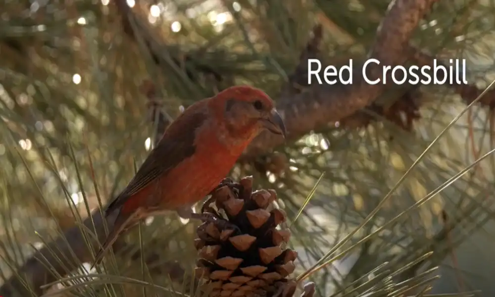 Red Crossbill