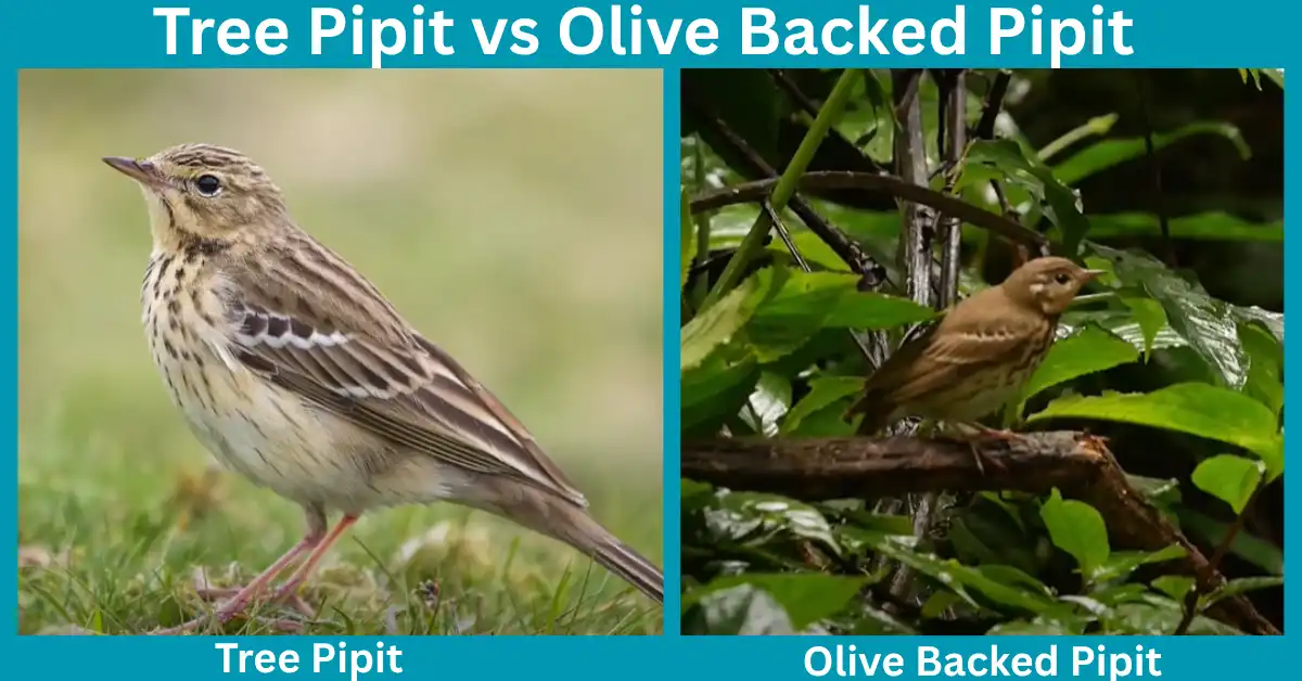Tree Pipit vs Olive Backed Pipit​
